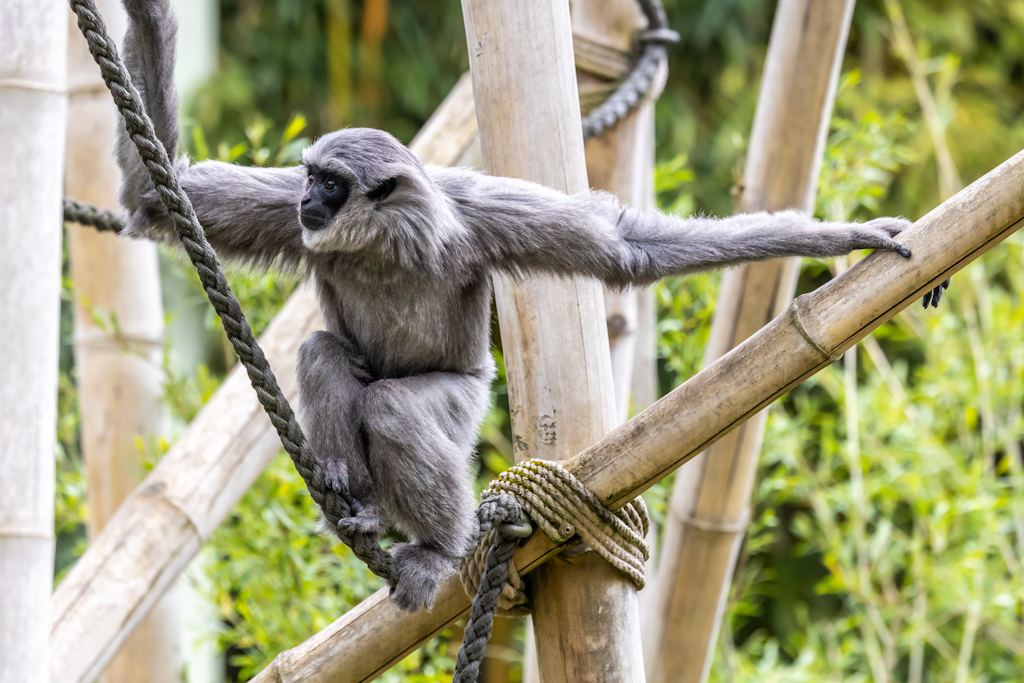 Helpful Bits Sponsors a Gibbon at Hellabrunn Zoo!